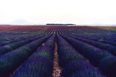 Valensole 'daki mor lavanta tarlalarının manzarası, Provence kırsalındaki güzel doğa, kırsal tarım arazileri, yazın büyüyen mor soluk kesici çiçekler. 