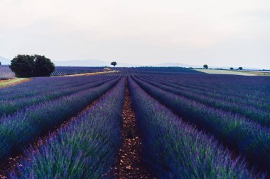Provence kırsalında çiçek açan mor lavanta tarlalarının manzarası, tarım arazilerinin güzel doğa manzarası, yaz boyunca sıra sıra büyüyen mor soluklu çiçekler.