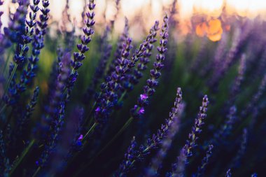 Provence kırsalında açan mor lavanta, tarım arazilerinde aromatik otların güzel doğası, yaz boyunca sıra sıra büyüyen mor soluklu çiçekler.