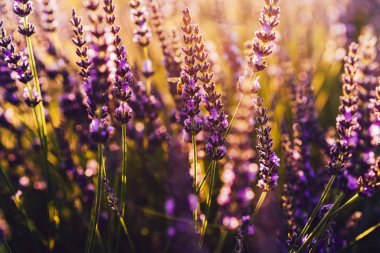 Lavanta çiçekli bal arısı, uçan böceğe yakın çekim menekşe tecavüz lavanta çiçeğinin polenini topluyor. 