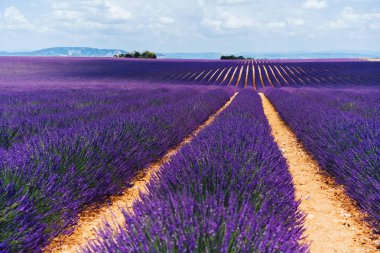 Valensole 'daki mor lavanta tarlalarının manzarası, Provence kırsalındaki güzel doğa, kırsal tarım arazileri, yazın büyüyen mor soluk kesici çiçekler. 