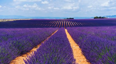 Valensole 'daki mor lavanta tarlalarının manzarası, Provence kırsalındaki güzel doğa, kırsal tarım arazileri, yazın büyüyen mor soluk kesici çiçekler. 