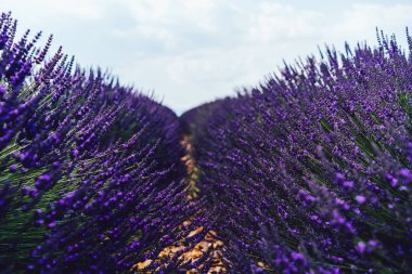 Provence kırsalında mor lavanta açmaya başlayın, güzel doğa tarım arazileri, yaz boyunca sırayla büyüyen mor soluklu çiçekler.