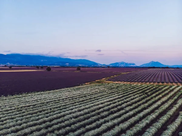 Naturlandskap Med Vita Blommor Fält Nära Lavendel Linjer Åkrar Odlingsmark — Stockfoto