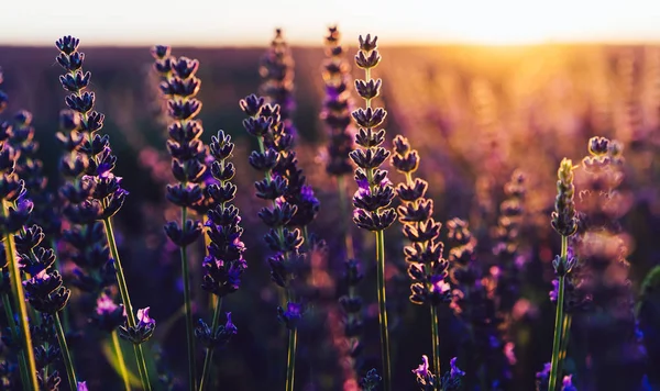 Close View Flower Purple Lavender Provence Sight Countryside Cultivo Rural — Fotografia de Stock