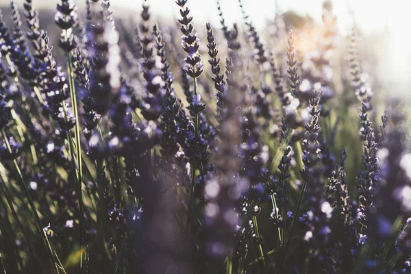 Crianza Lavanda Púrpura Campo Vista Provenzal Cultivo Natural Hierbas Aromáticas —  Fotos de Stock