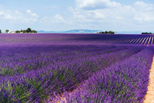 Szcenírozott Kilátás Nyílik Virágzó Lila Levendula Mezők Provence Látvány Táj — Stock Fotó