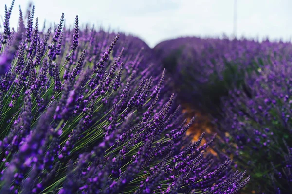 Comece Florescer Lavanda Roxo Provence Paisagem Vista Bela Natureza Cultivo — Fotografia de Stock