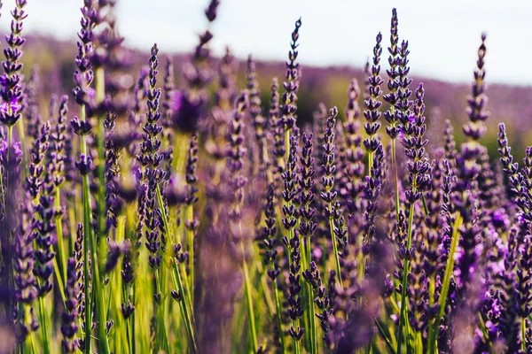 Crianza Lavanda Púrpura Campo Vista Provenzal Cultivo Natural Hierbas Aromáticas —  Fotos de Stock