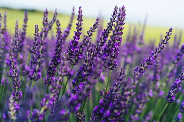 Blommande Lila Lavendel Provence Syn Landsbygden Vacker Natur Landsbygd Odling — Stockfoto