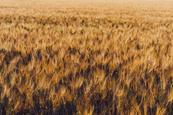 Escuelas Riquísimas Del Campo Trigo Luz Del Sol Dorada Concepto —  Fotos de Stock