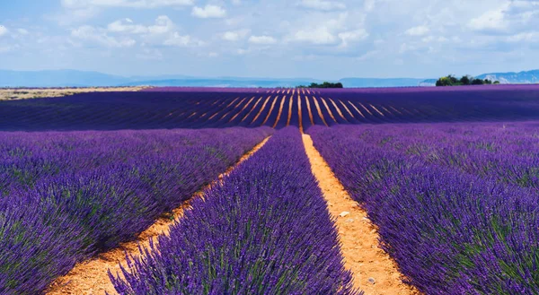 Valensole Daki Mor Lavanta Tarlalarının Manzarası Provence Kırsalındaki Güzel Doğa Telifsiz Stok Fotoğraflar