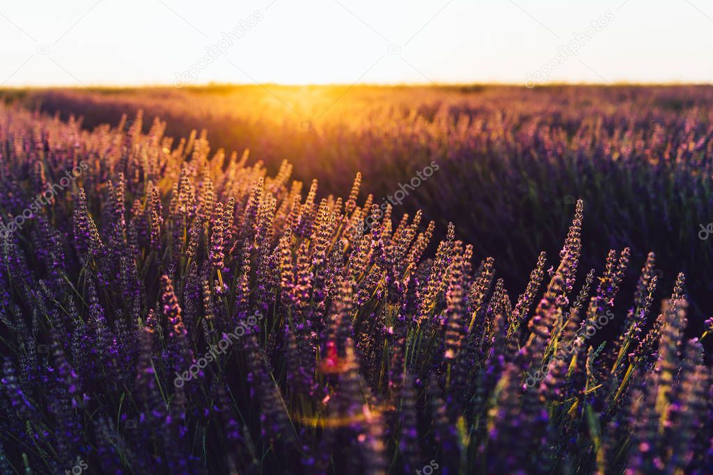 Close up view of blooming purple lavender in Provence sight countryside, rural cultivation of aromatic herbs in farmlands, violet flowers growing in rows during summer, close to beautiful nature 