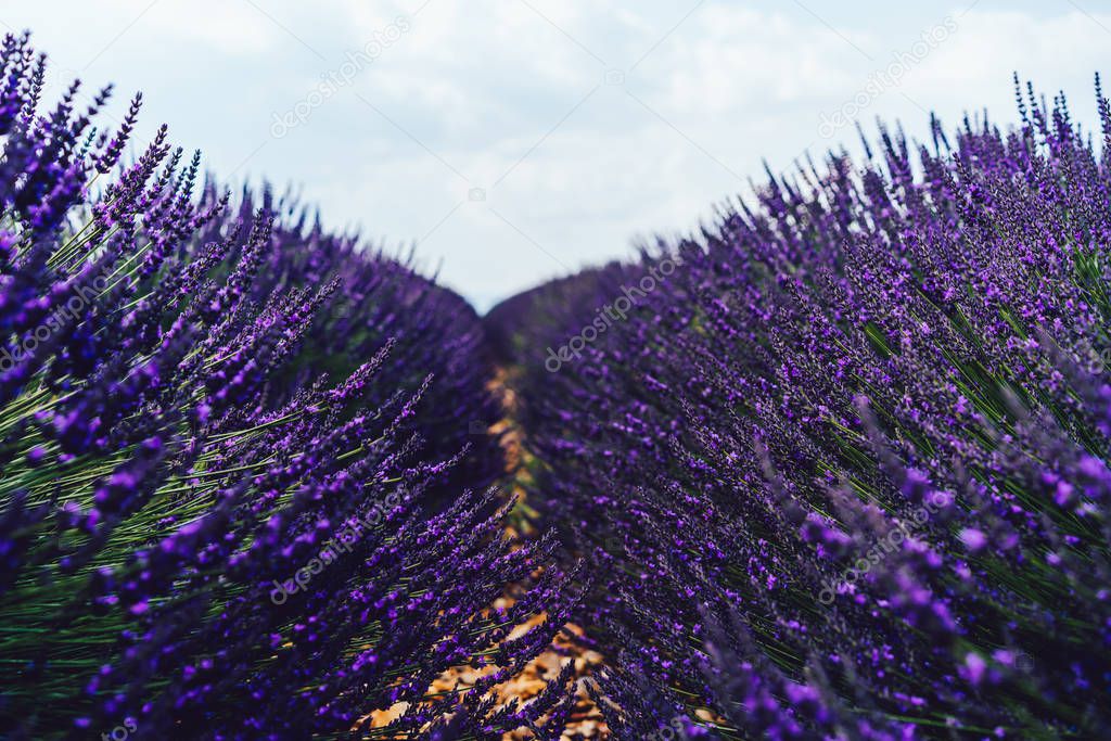 Begin blooming purple lavender in Provence sight countryside, beautiful nature rural cultivation of farmlands, violet breathtaking flowers growing in rows during summer