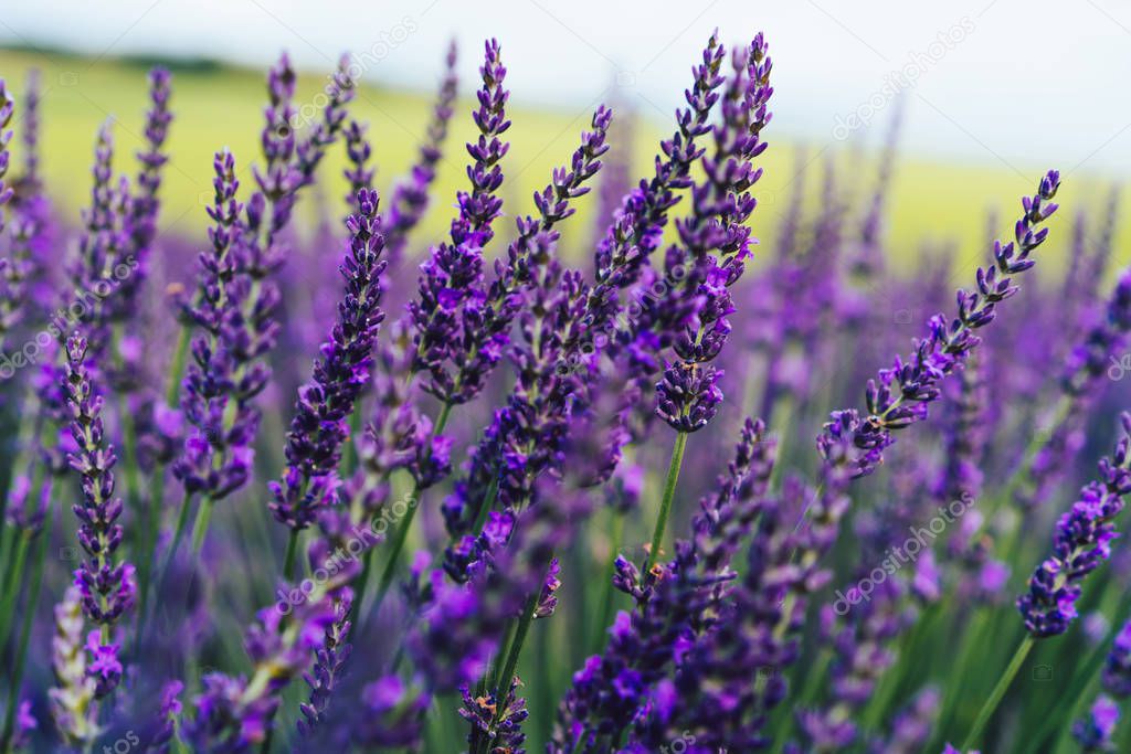 Blooming purple lavender in Provence sight countryside, beautiful nature rural cultivation of aromatic herbs in farmlands, violet breathtaking flowers growing in rows during summer