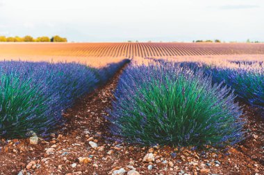 Provence 'ın kırsal kesiminde mor lavanta tarlaları açmaya başlayın. Tarım tarlalarının güzel doğa manzarası. Yaz boyunca sıra sıra büyüyen mor soluklu çiçekler.