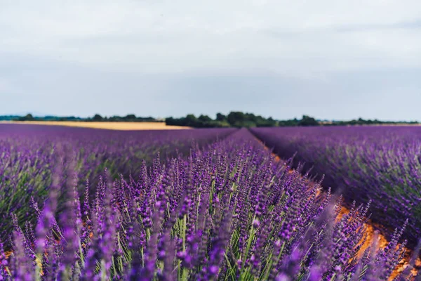 Vista Esquizofrénica Los Campos Lavanda Púrpura Florecientes Campo Vista Provenza —  Fotos de Stock