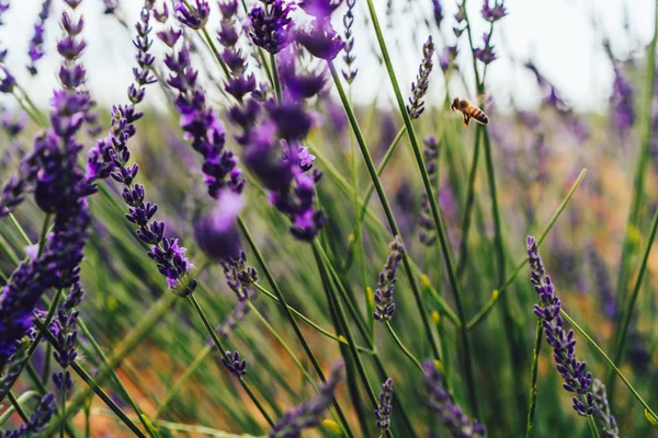 Abelha Mel Uma Flor Lavanda Macro Close Flying Insect Collecting — Fotografia de Stock