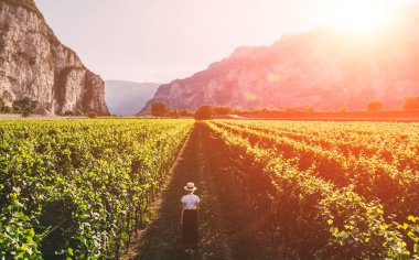 Şapka gezgin kadının havadan görünümü güzel günbatımı ışık altında büyük bağ tarlasında duruyor. Toskana 'nın agri Turizm turu. Kadın çiftçi bağ sitesini inceliyor. Şarap üretim bölgesi