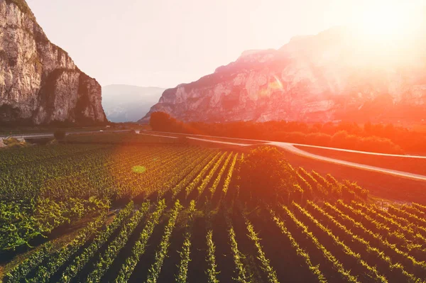 Luftaufnahme Von Schönen Reihen Von Weinbergen Malerischen Bergtal Bei Sonnenuntergang — Stockfoto