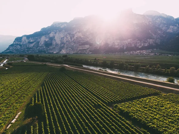 Aerial view of beautiful rows of vineyards in picturesque Mountains valley at sunset. Farm of grapes for wine production  in Italian region with favorable climate for growing