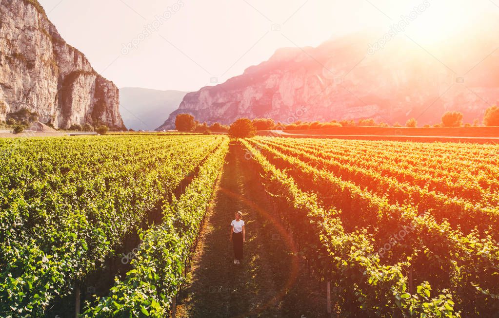 Aerial view of traveler woman in hat stands on large vineyard plantation under beautiful sunset light. Agri tourism tour of Tuscany. Female farmer examines her vineyard site. Wine production region