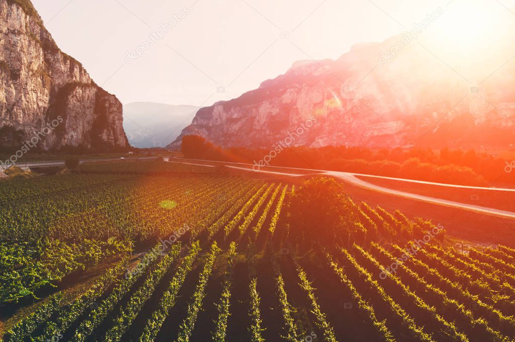 Aerial view of beautiful rows of vineyards in picturesque Mountains valley at sunset. Farm of grapes for wine production  in Italian region with favorable climate for growing