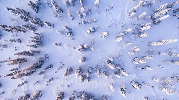 Vogels Oog Vanuit Lucht Groep Reizigers Lopen Samen Besneeuwd Pad — Stockfoto