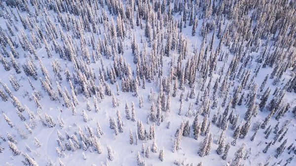 鳥の目の空中ビュー 雪に覆われた白い針葉樹林の中の雪の道を一緒に歩く旅行者のグループ 観光客はラップランドでの遠征中の土地を発見する — ストック写真