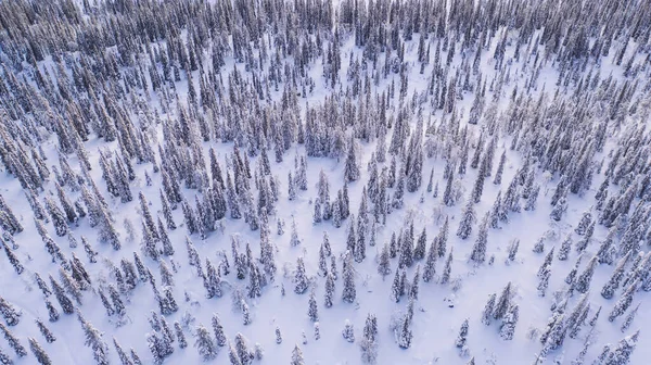 Birds eye aerial view, group of travelers walking together on snowy path in white coniferous forest trees covered by snow,tourists discover lands on expedition in Lapland.