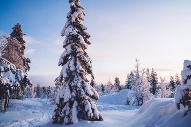 Kuzey ortamında buz ve karla kaplı uzun kış mevsimi ladini Finlandiya 'nın vahşi doğası üzerine manzaralı orman.