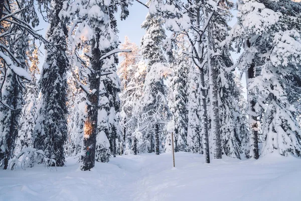 Vita Vackra Träd Täckta Med Frost Och Snö Vintersäsongen Riisitunturi — Stockfoto