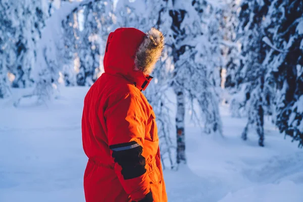 Kapüşonlu Sıcak Kırmızı Kışlık Ceketli Beyaz Donmuş Ormanlarda Gezen Erkek — Stok fotoğraf