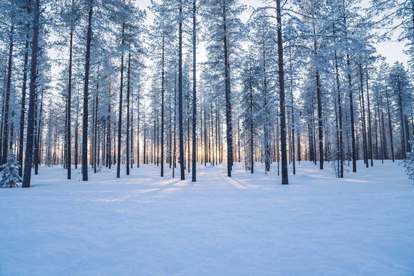 Landschap Van Hoge Bomen Wilde Winterbestemming Nationaal Park Noord Europa — Stockfoto