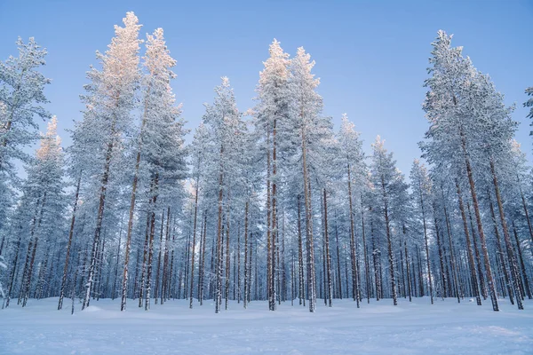 Foto Van Winter Bos Landschap Met Hoge Sparren Bedekt Met — Stockfoto