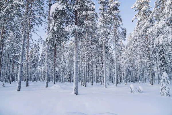 Bild Vinterskogslandskapet Med Höga Firar Täckta Med Frost Och Snö — Stockfoto