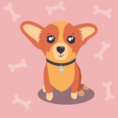 Pembe arka planda yakalı bir Corgi köpeği.