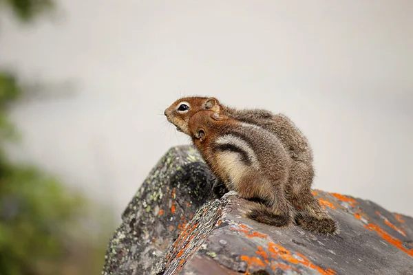 Kanada 'daki Louise Gölü sincapları