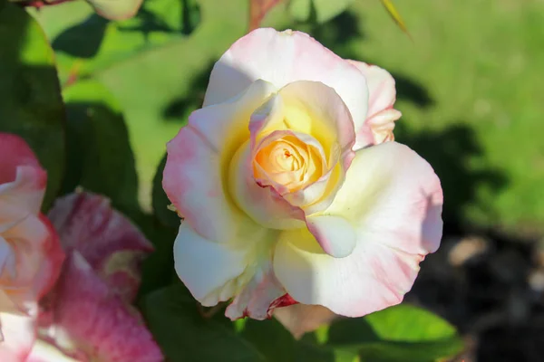 Vancouver Adası 'nda güzel bir gül Kanada