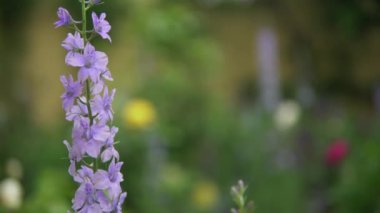Mor Delphinium çiçeği, bahçede bahar çiçekleri.