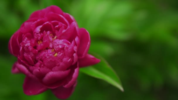 Rosa marsala peonía roja flor de cerca, jardín, naturaleza backgroung, hojas verdes — Vídeos de Stock