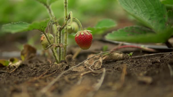 Mogna jordgubbsplantor på nära håll, bär på buske, sommarfrukt och bär i trädgården — Stockvideo