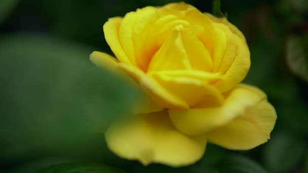Gul roseblomst i hagen, vårens natur – stockvideo