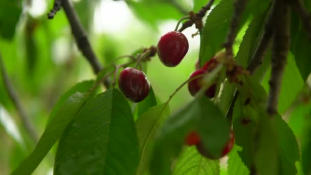 Bagas de cereja vermelhas maduras na árvore de cereja fechar-se verão natureza — Vídeo de Stock