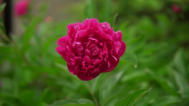 Różowy marsala czerwony piwonia kwiat z bliska w ogrodzie, natura tło, zielone liście — Wideo stockowe