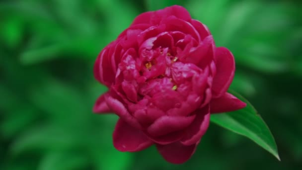 Rózsaszín marsala piros bazsarózsa virág közelről, kert, természet háttér, zöld levelek — Stock videók