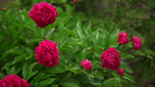 Rosa marsala vermelho peônia flores fechar, jardim, natureza backgroung, folhas verdes — Vídeo de Stock