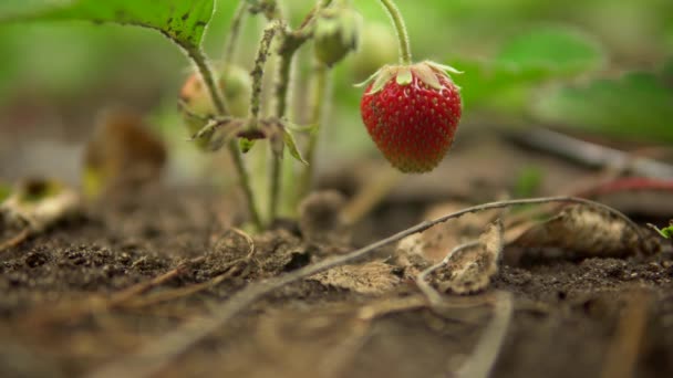 De cerca la planta de fresa, la baya madura en el arbusto, la fruta y la baya en el jardín — Vídeos de Stock