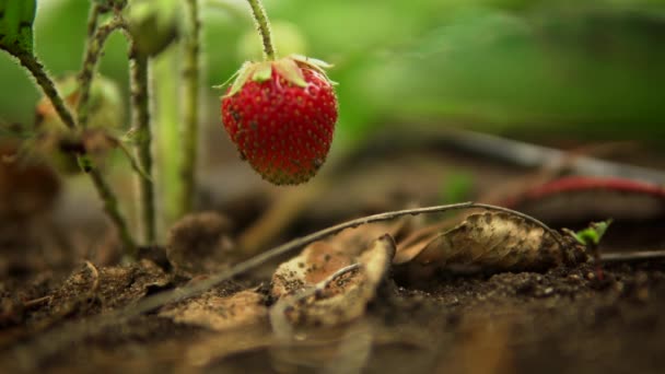 Planta de fresa de cerca, bayas de verano en los arbustos, jardín — Vídeos de Stock