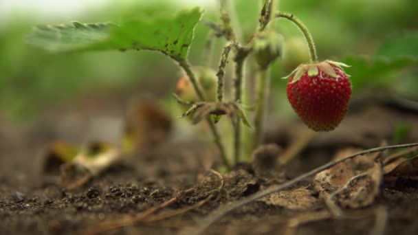 Ripe strawberry plant close up, summer berry on bush, fruit and berry in garden — Stock Video